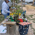 Hot Springs Community Garden and Seven Sisters Youth Garden
