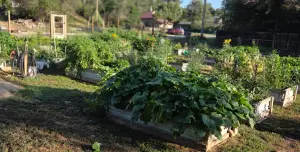 Garden plots at the H.S. Community Garden