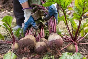 Beets grown at the HS Community Garden