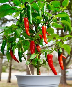 Hot Springs Community Garden Peppers