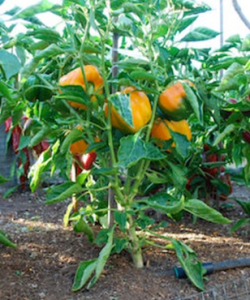 Hot Springs Community Garden Peppers