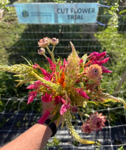 Seven Sisters Youth Garden